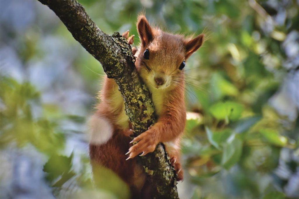 #Eichhörnchen #Natur #Tiere