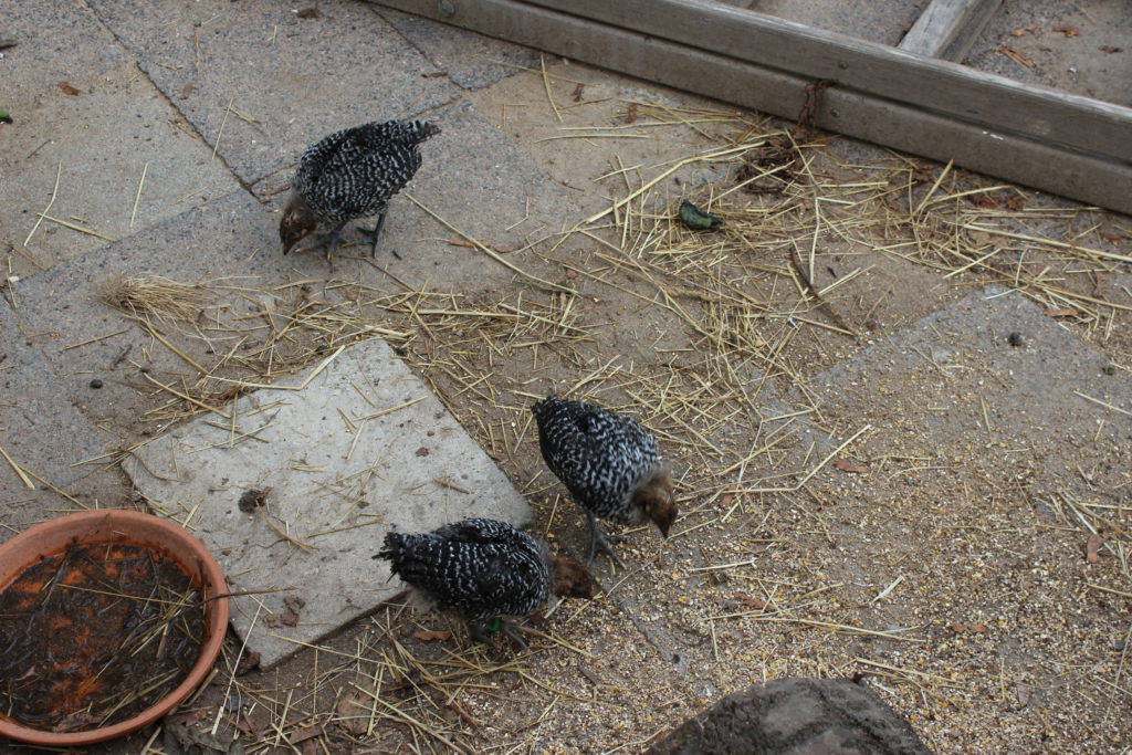 #Kinderfarm #Rennbahnpark #Sachsenhausen #Niederrad #Hühner #Kücken