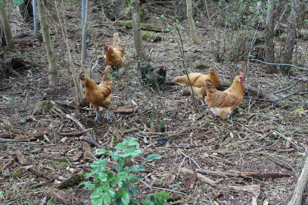 #Kinderfarm #Rennbahnpark #Sachsenhausen #Niederrad #Hühner