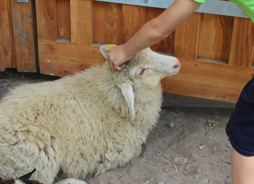 #Kinderfarm #Rennbahnpark #Sachsenhausen #Niederrad #Schaf