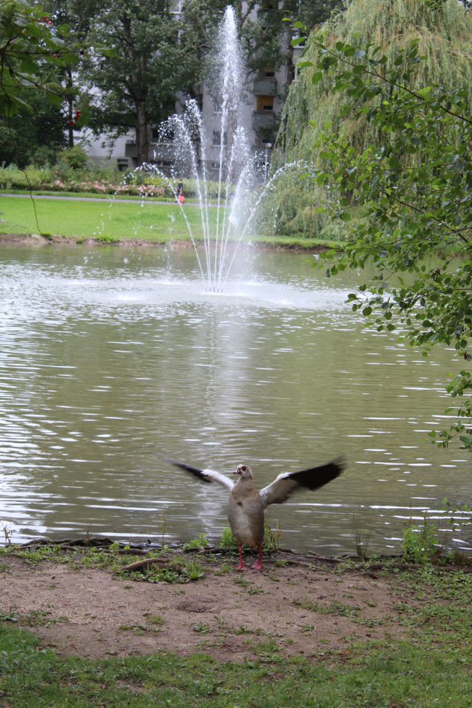 #Martin-Luther-King #park #Frankfurt #Niederursel #ente