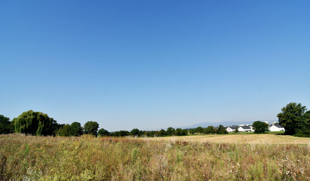 Vom Nordpark bis zum Huthpark – Unterwegs mit dem Hund im Frankfurter Norden