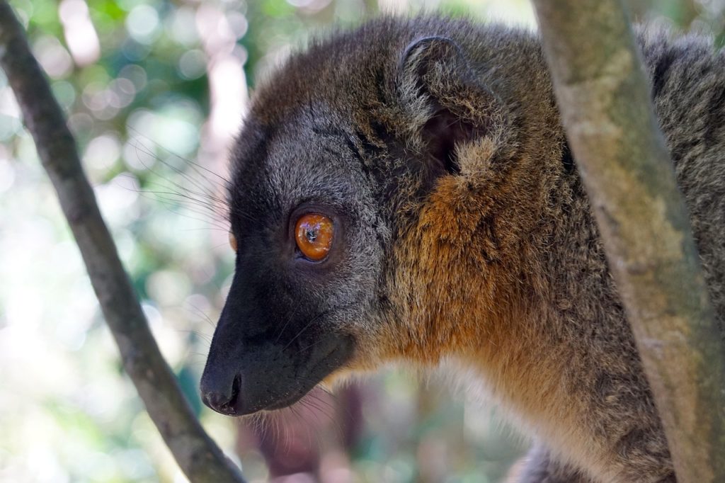 Vortrag im Zoo Frankfurt: Madagaskars einzigartige Lebewelt