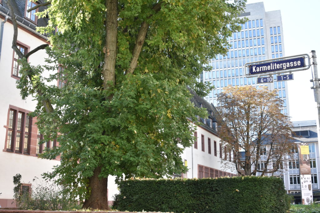 #Karmeliterkloster #Innenstadt #Karmelitergasse