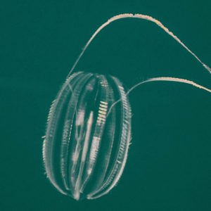 #Plankton