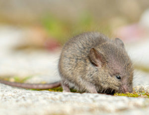#Haselmaus