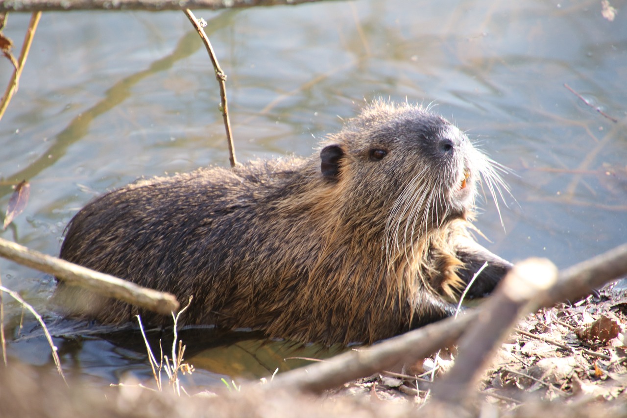 #Biber #Natur #Tiere