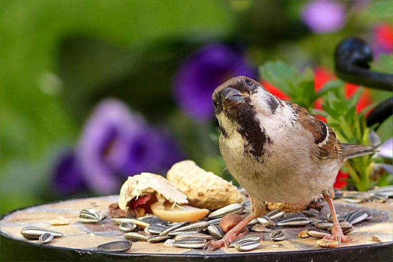 #Spatz #Vogel #Futter #Sonnenblumenkerne