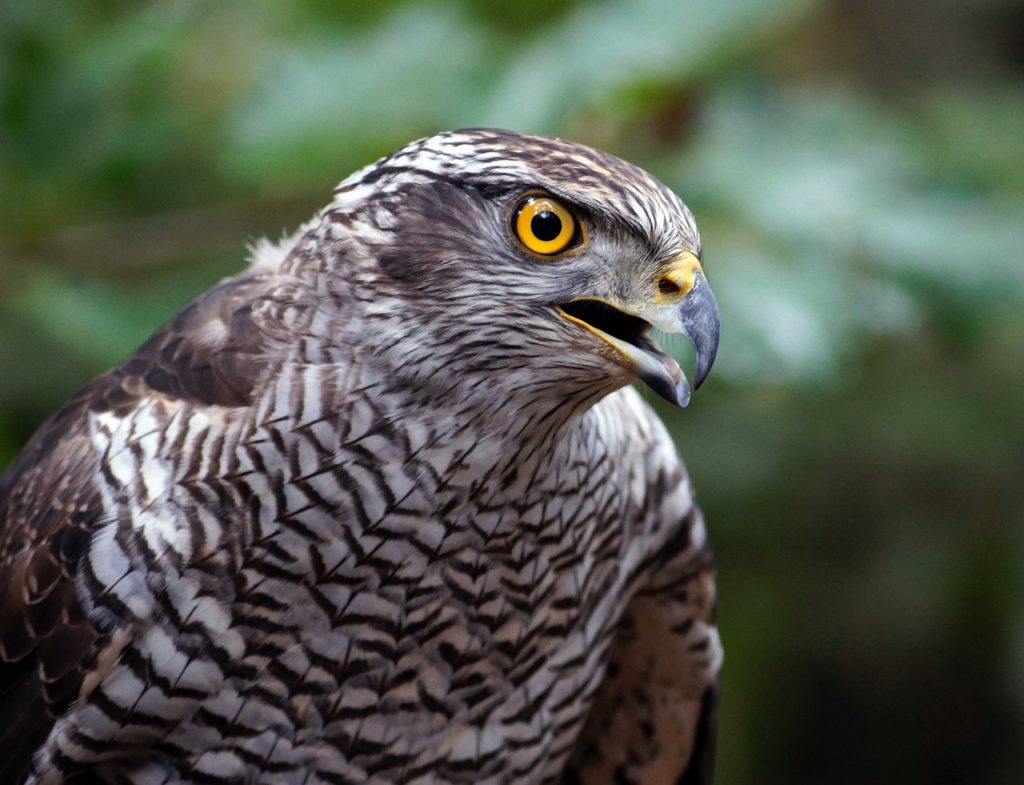#Bussard#Greivogel