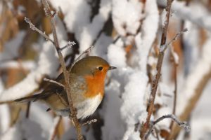 #Vogel #Rotkehlchen #Winter