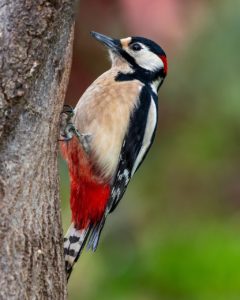 #Specht#Wildvogel