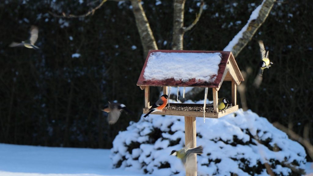 #Vogel #Futterhaus #Winter