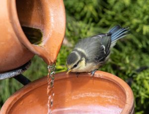 #Vogeltränke