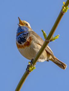 #Blaukehlchen #Vogel #Natur