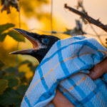 #Vogelrettung
