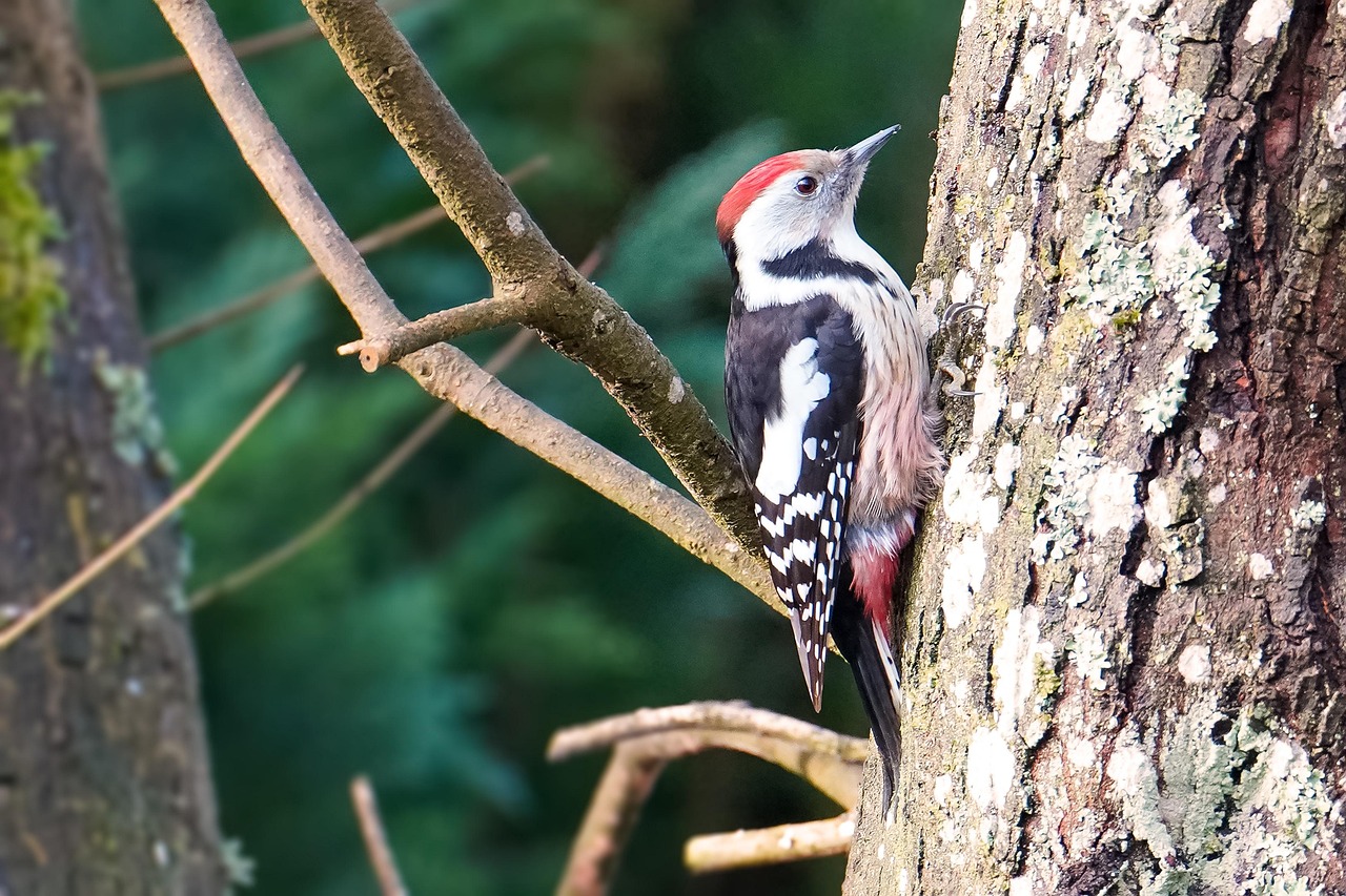 #Mittelspecht #Vogel #Natur