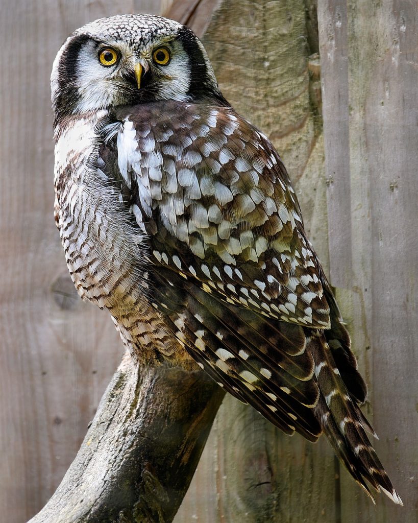 #Steinkauz#Eule#Wildvogel
