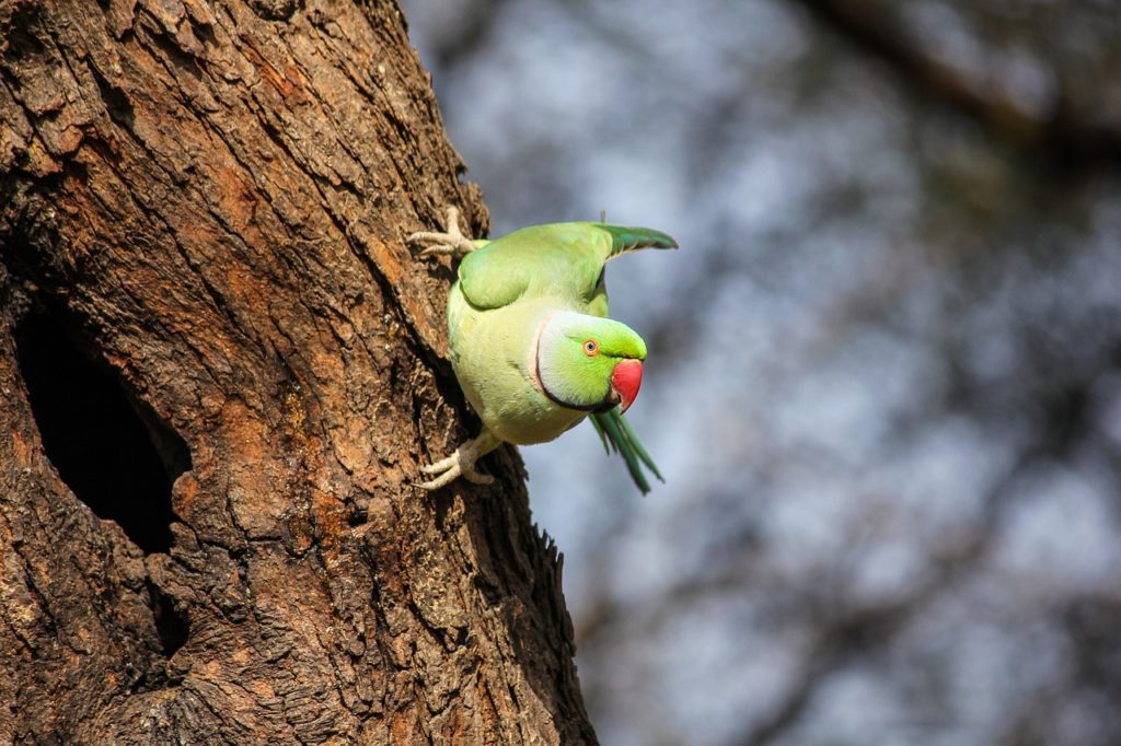 #Halsbandsittich #Papagei #Vogel #Neozoe
