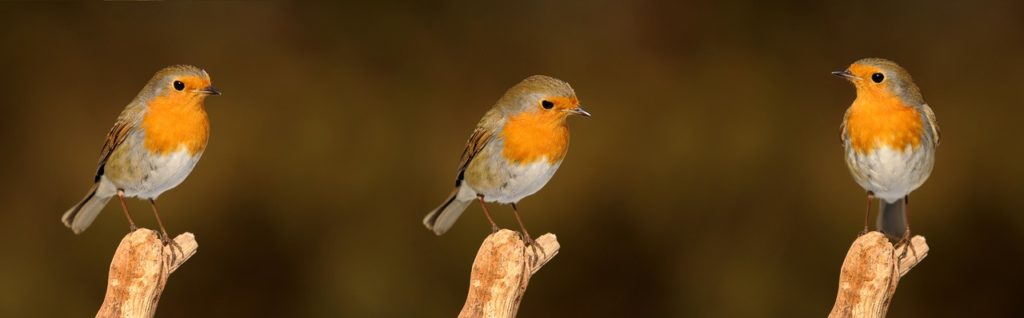 „Stunde der Wintervögel“ – Vogelzählung des NABU