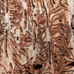 #Waldsterben #Borkenkäfer #Holz #Baum