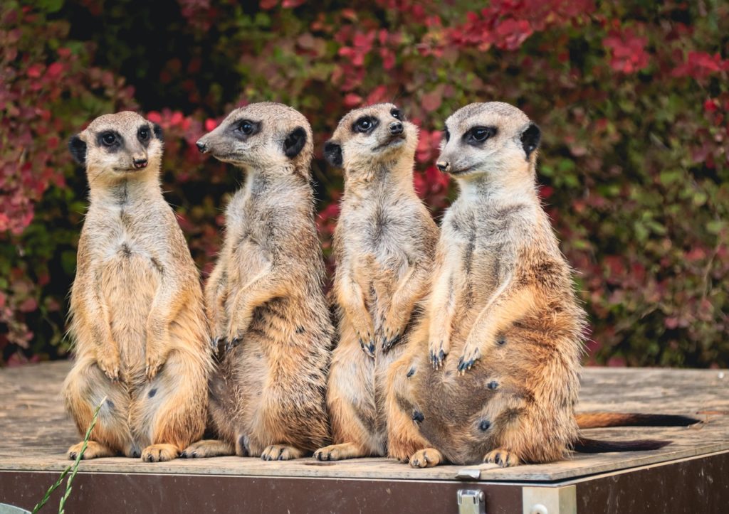„Hinter dem Zoo geht’s weiter“