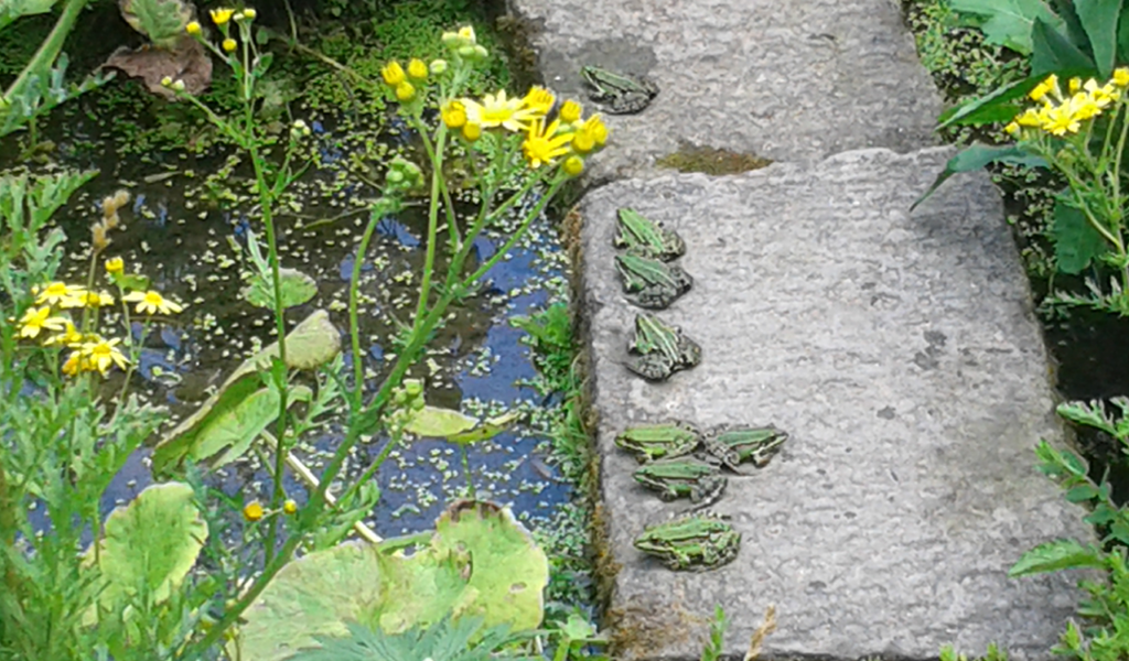 Tag des Botanischen Gartens mit Pflanzenbörse