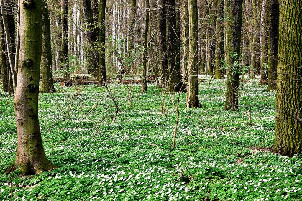 Frühlingserwachen im Niddapark