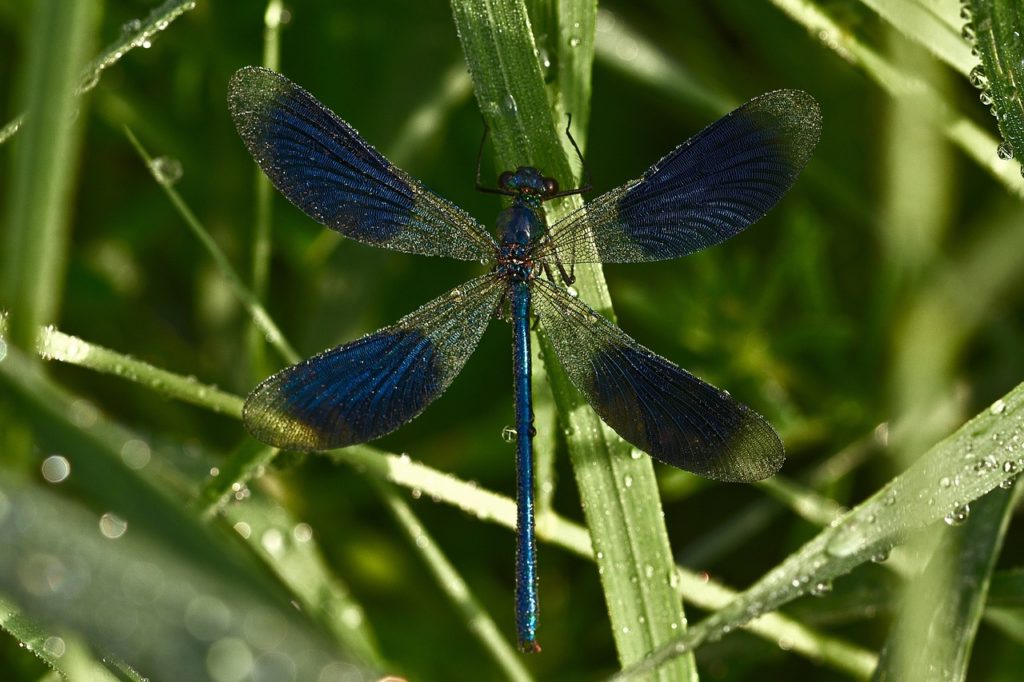 #Libelle#Natur#Wildnis