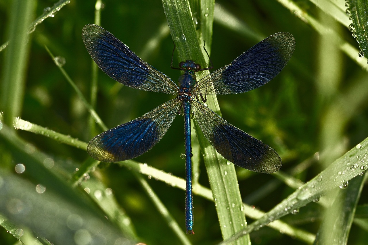 #Libelle#Natur#Wildnis