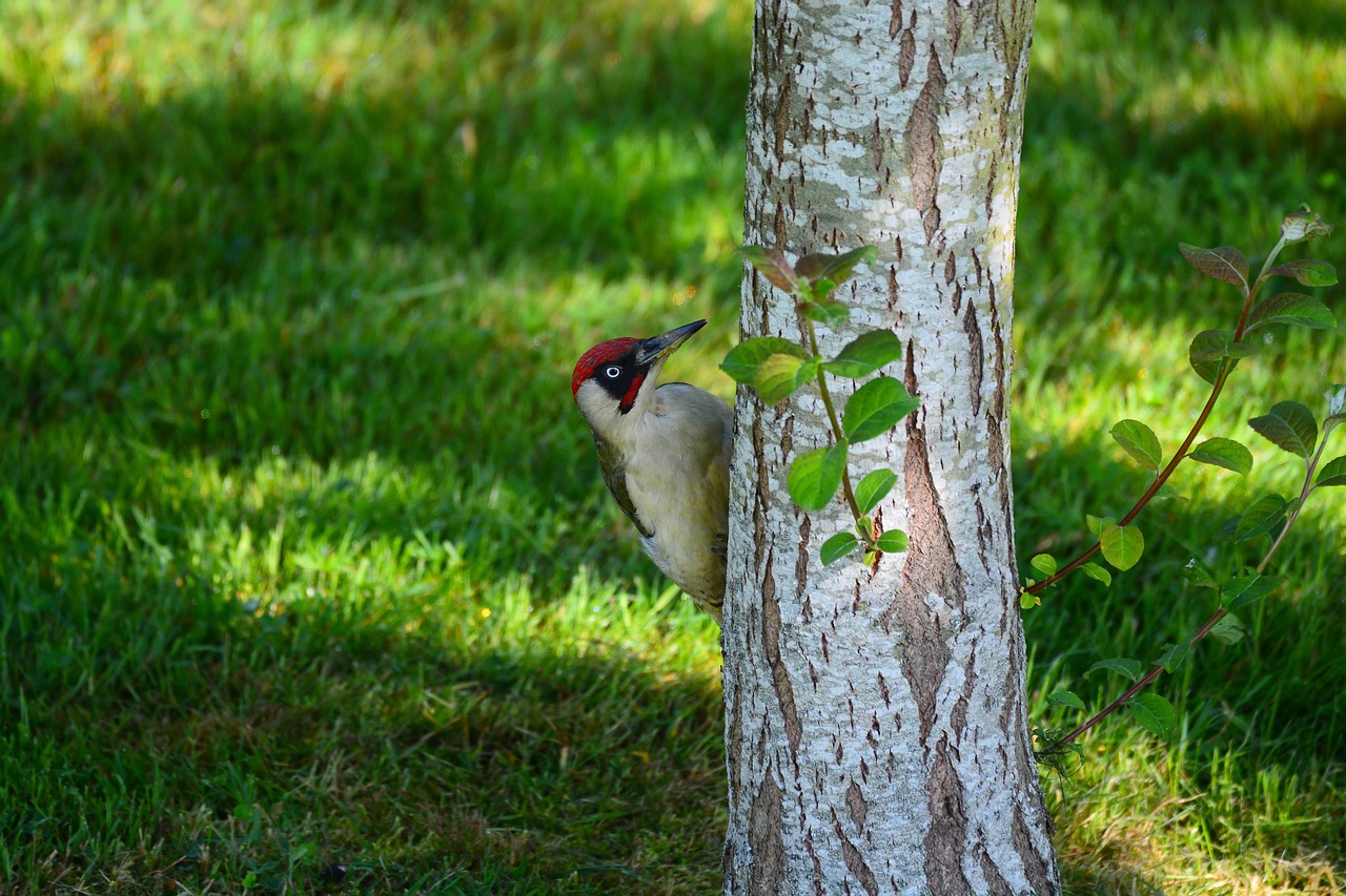 #Grünspecht#Wald#Natur
