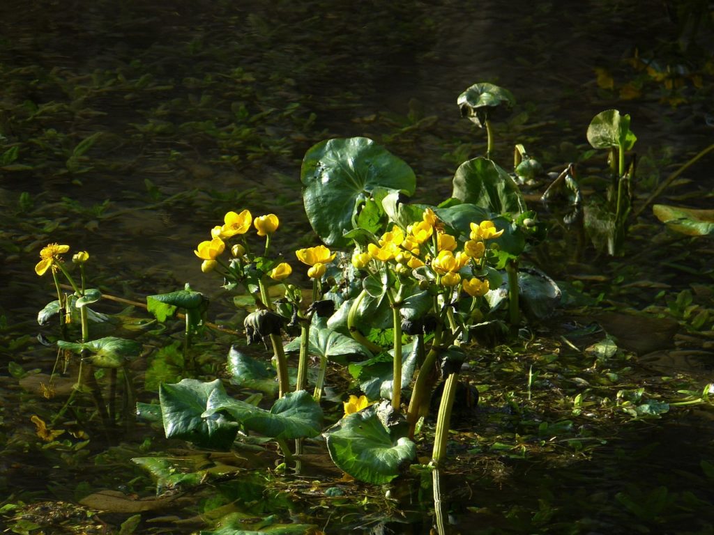 #Supfdotterblume#Teich#Natur