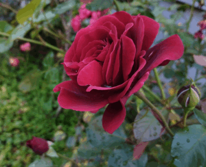 #Rose