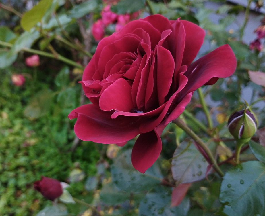 #Rose