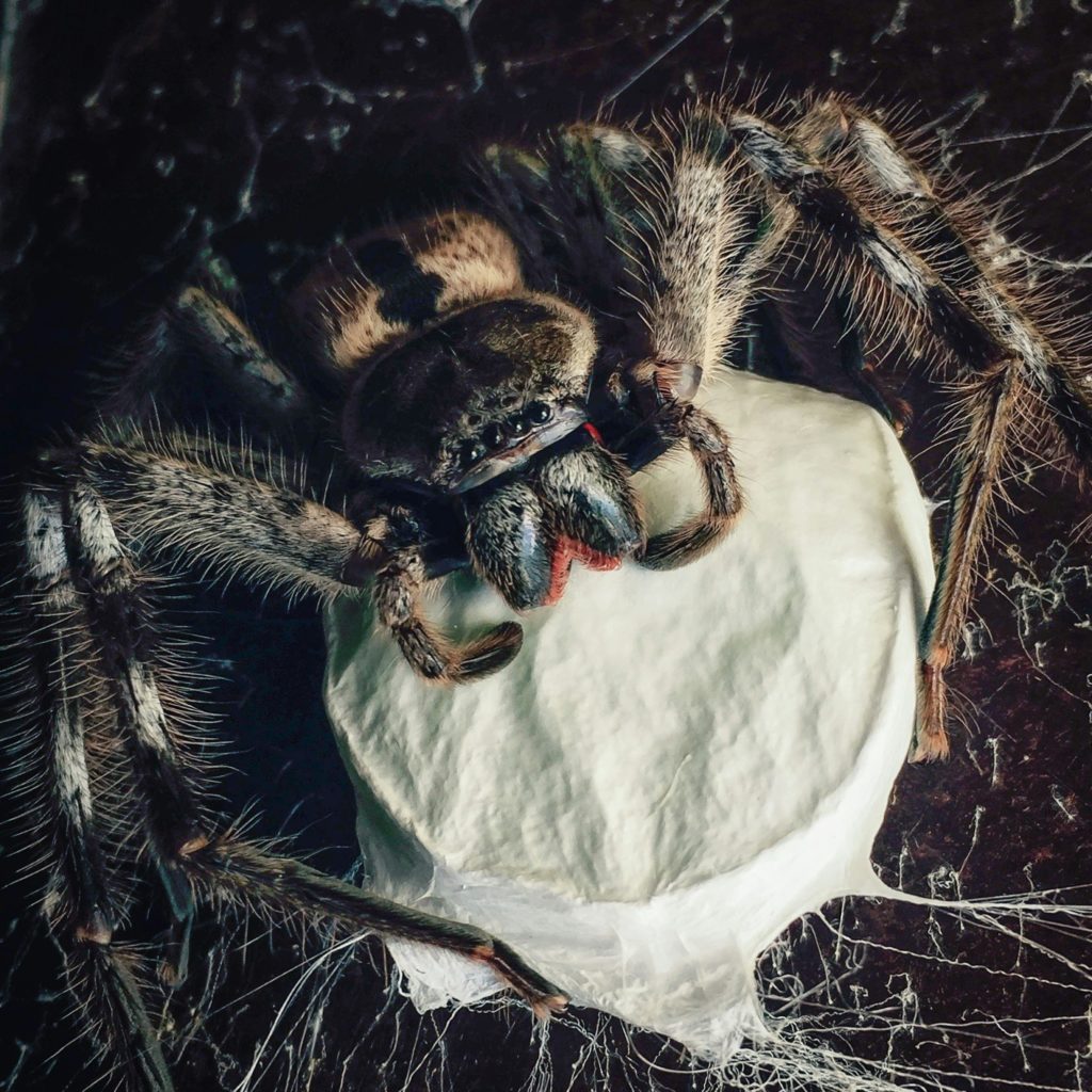 #Weiße Spinne#Grusel
