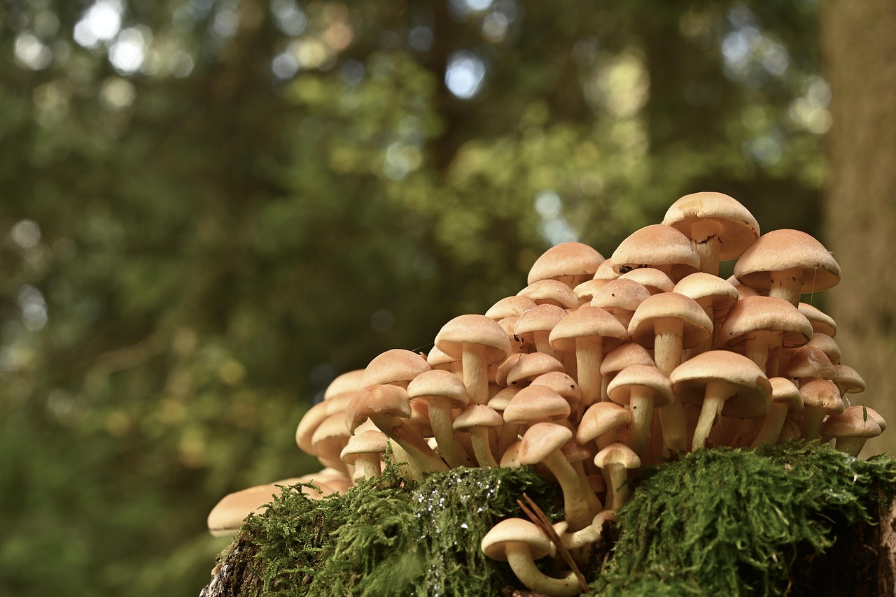 #Pilze#Natur#Wald