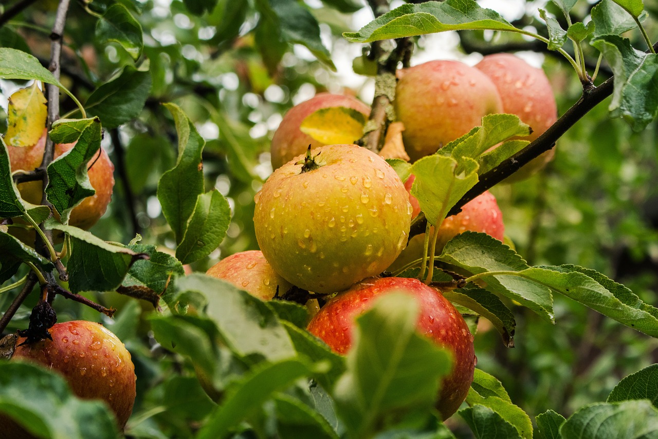 #Äpfel#Apfelbaum#Natur