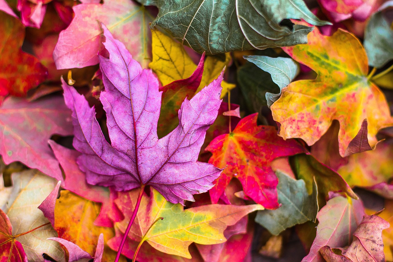 #Herbst#Bunt#Blätter#Laub
