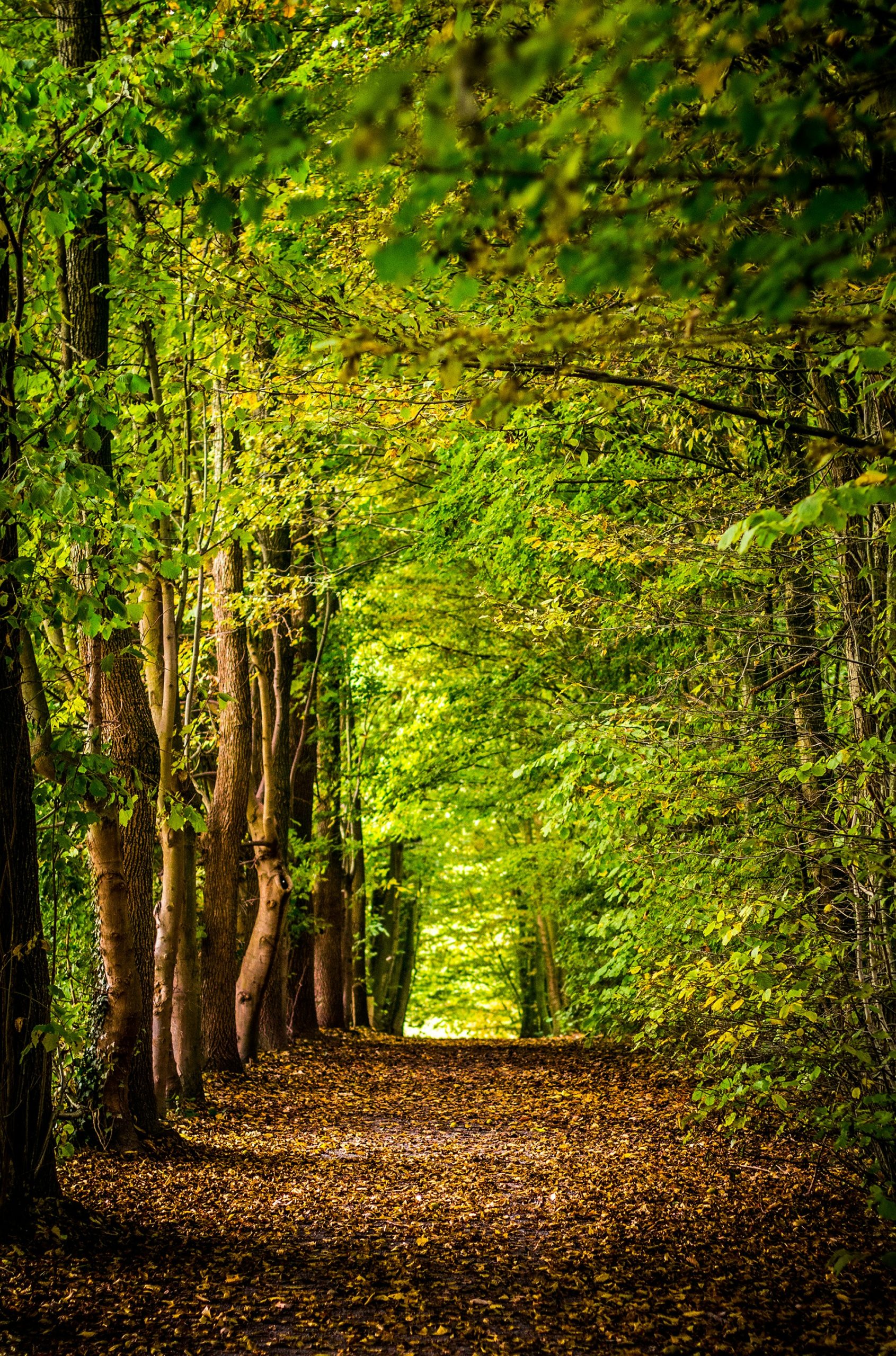 #Wald #Waldweg #Erholung
