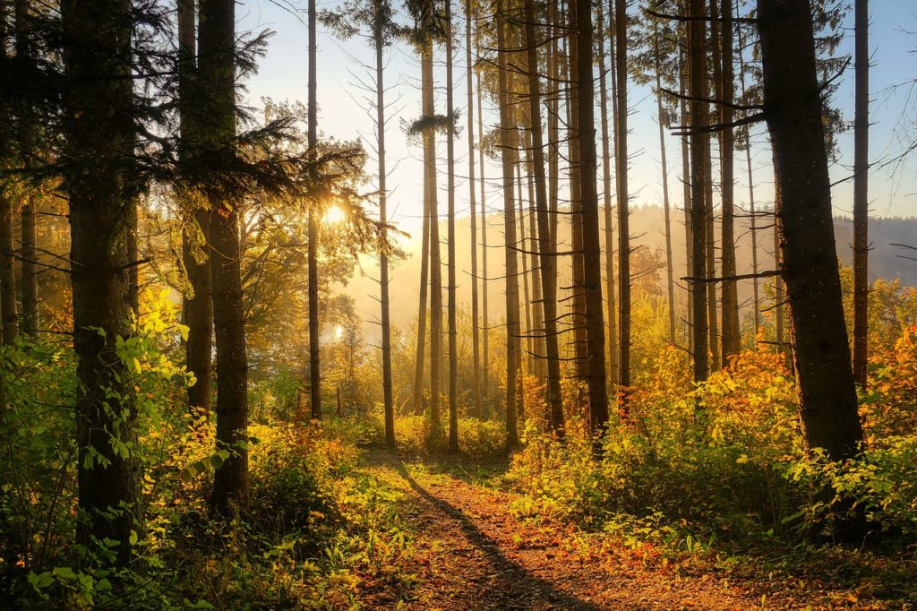 #Wald#Herbst#Natur