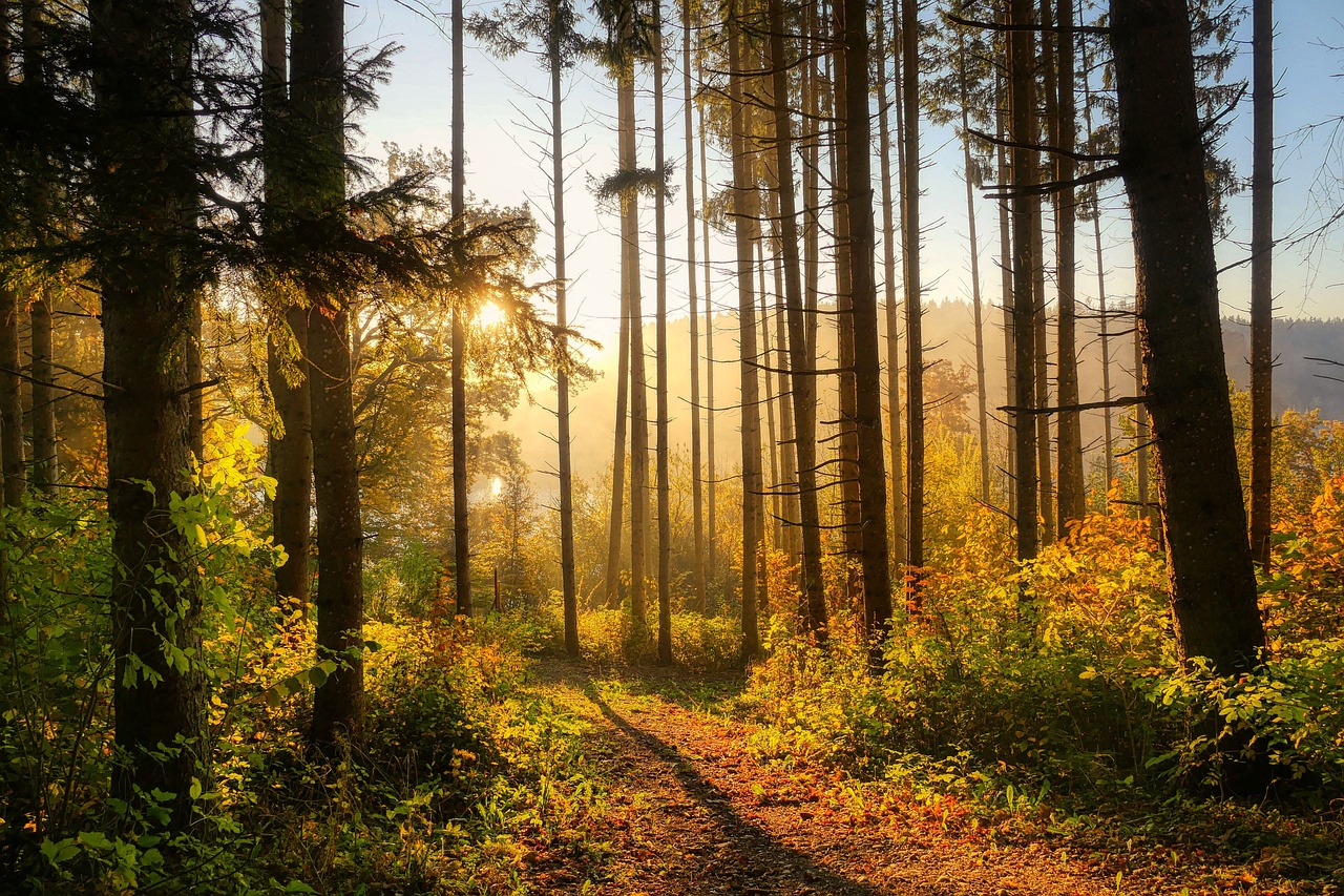 #Wald#Herbst#Natur