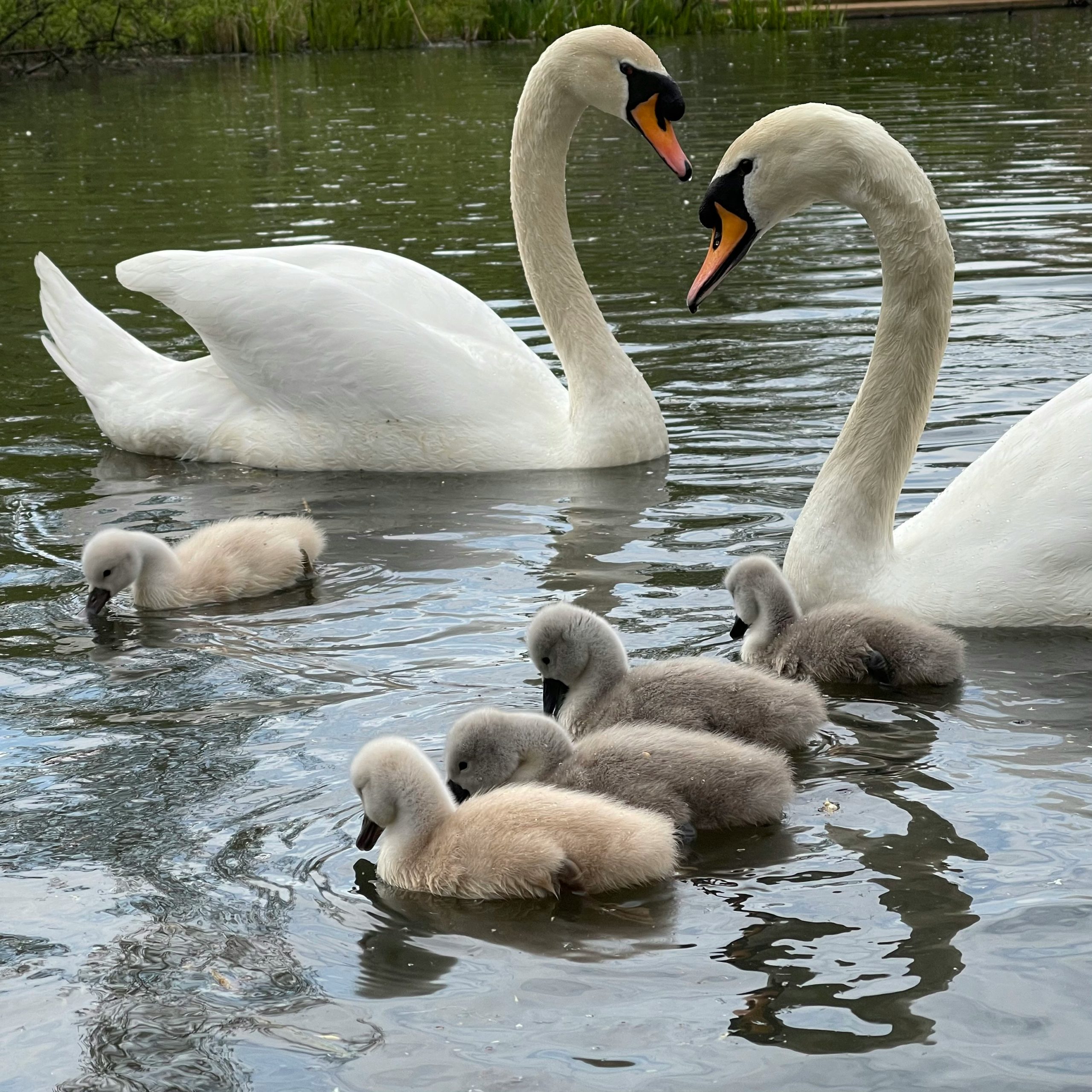 #Park#Wasser#Natur#Schwan