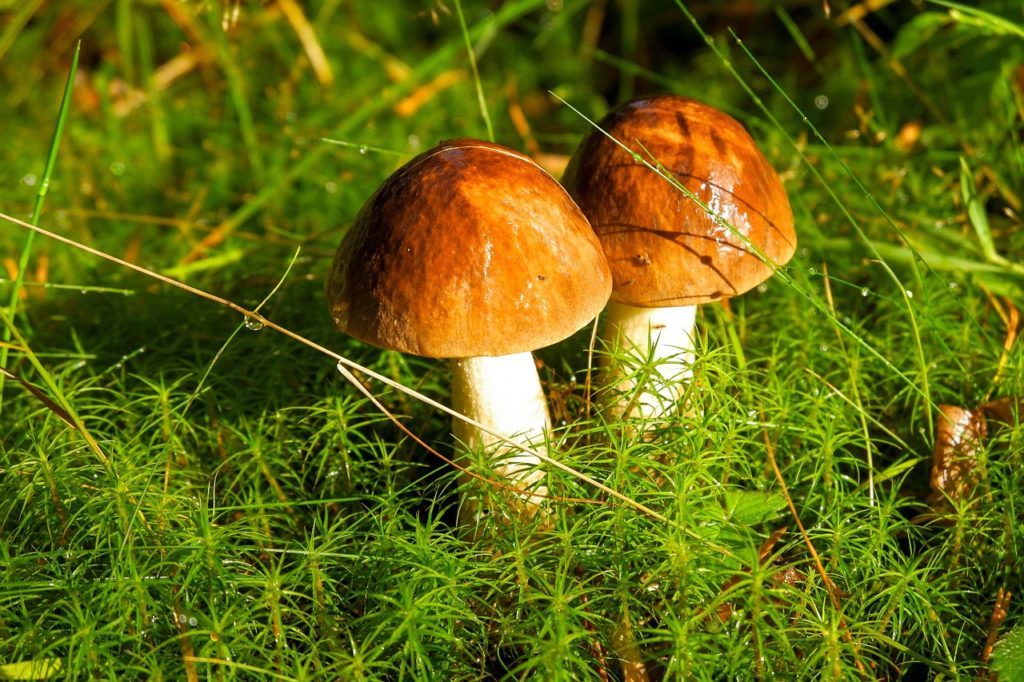 #Steinpilze#Natur#Herbst