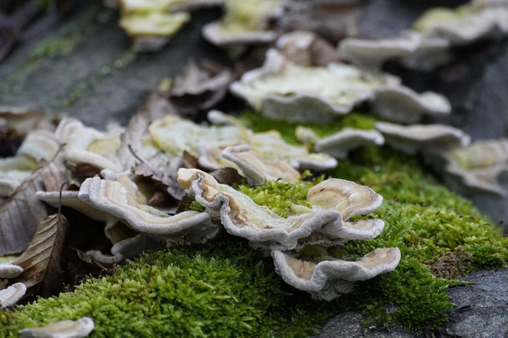 #Schmetterlingstramete#natur#Herbst