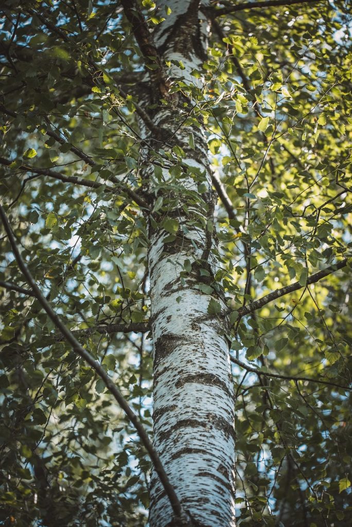 #Birke#Baum#Wald#Natur