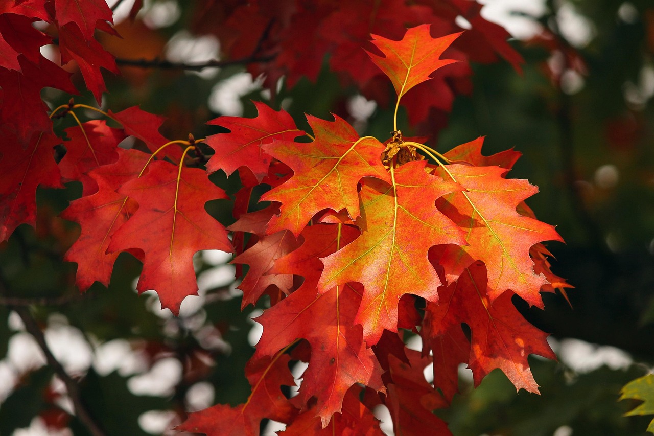 #Herbst#Bunt#Blätter
