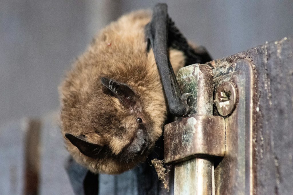#Fledermaus