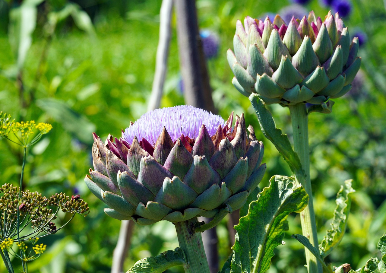 artichokes-6485550_1280.jpg #Artischoke#essbare Pflanze#Natur