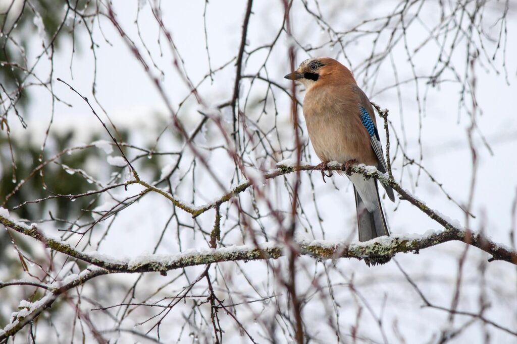 #Eihelhäher#Wald#Natur