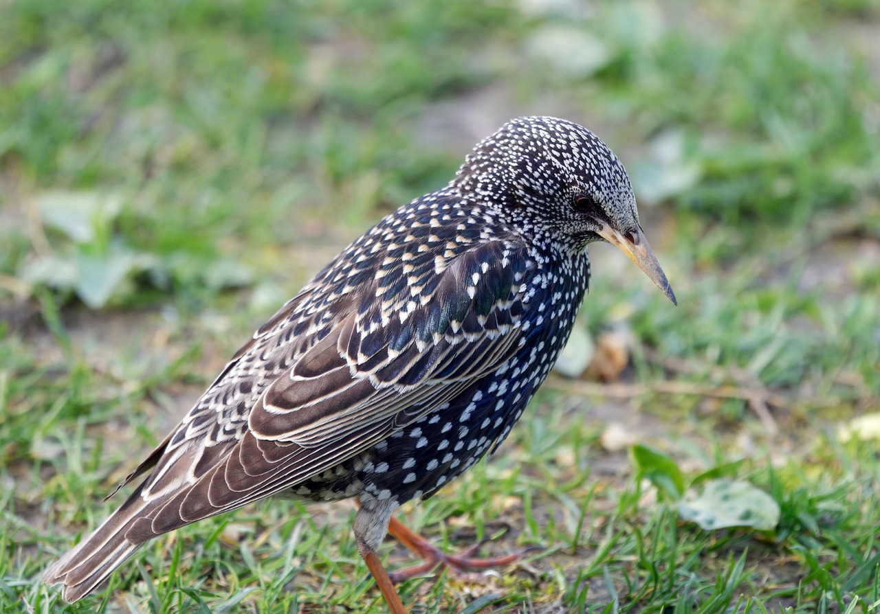#Star#Vogel#Wald#Natur