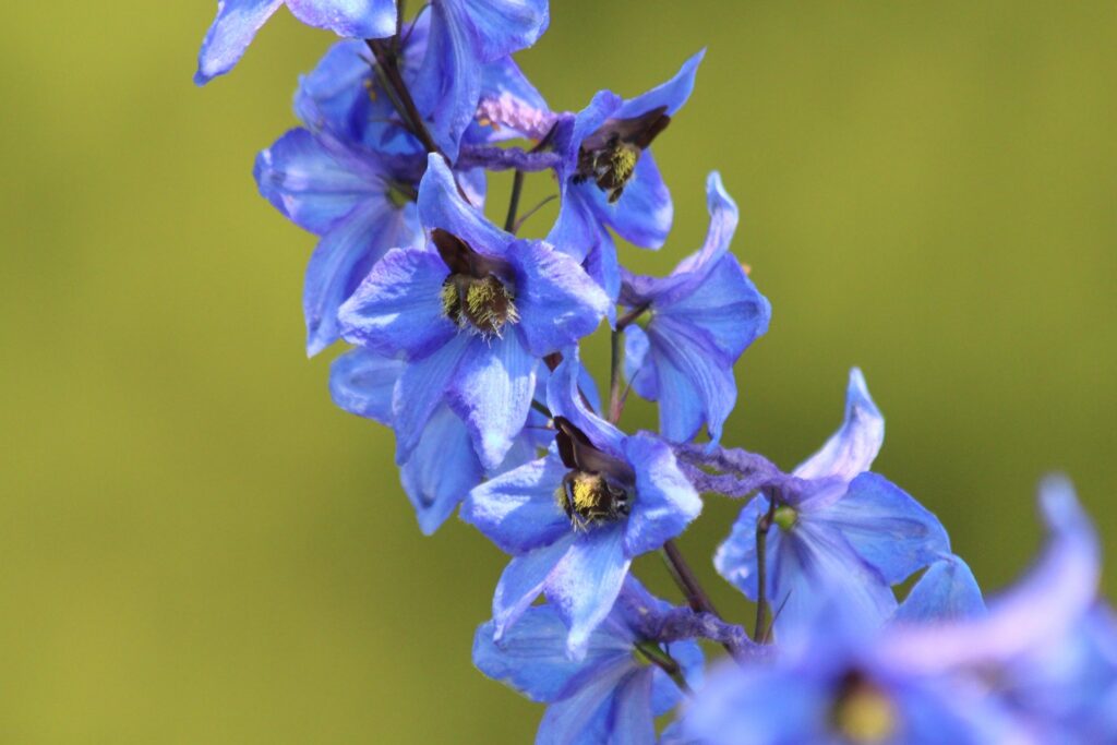 # Feld-Rittersporn # Natur # Blume des Jahres